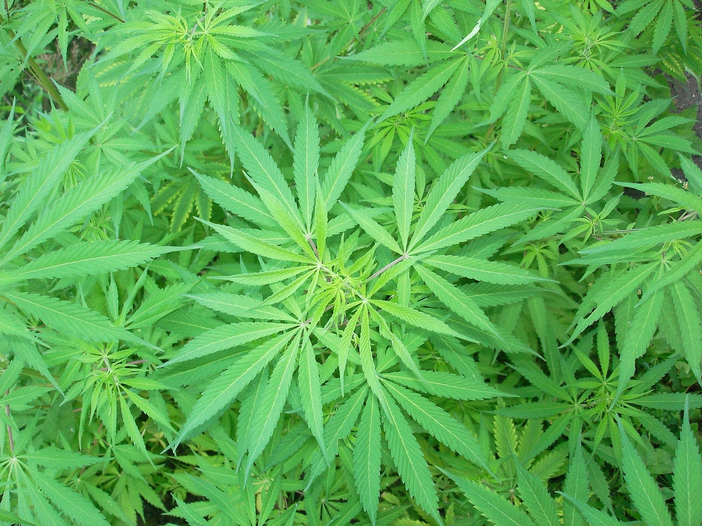 Легализации медицинской марихуаны семена конопли почтой платежом
